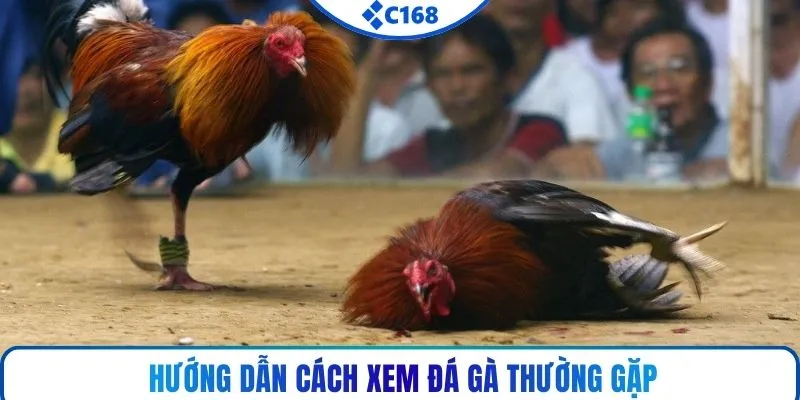 Hướng dẫn cách xem đá gà thường gặp