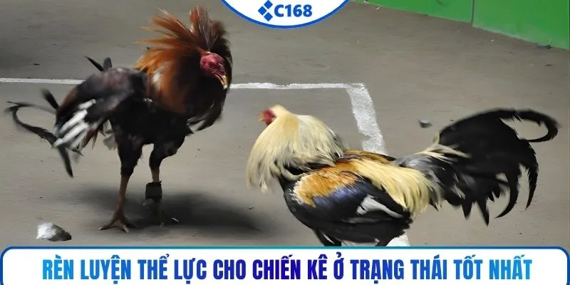 Rèn luyện thể lực cho chiến kê ở trạng thái tốt nhất